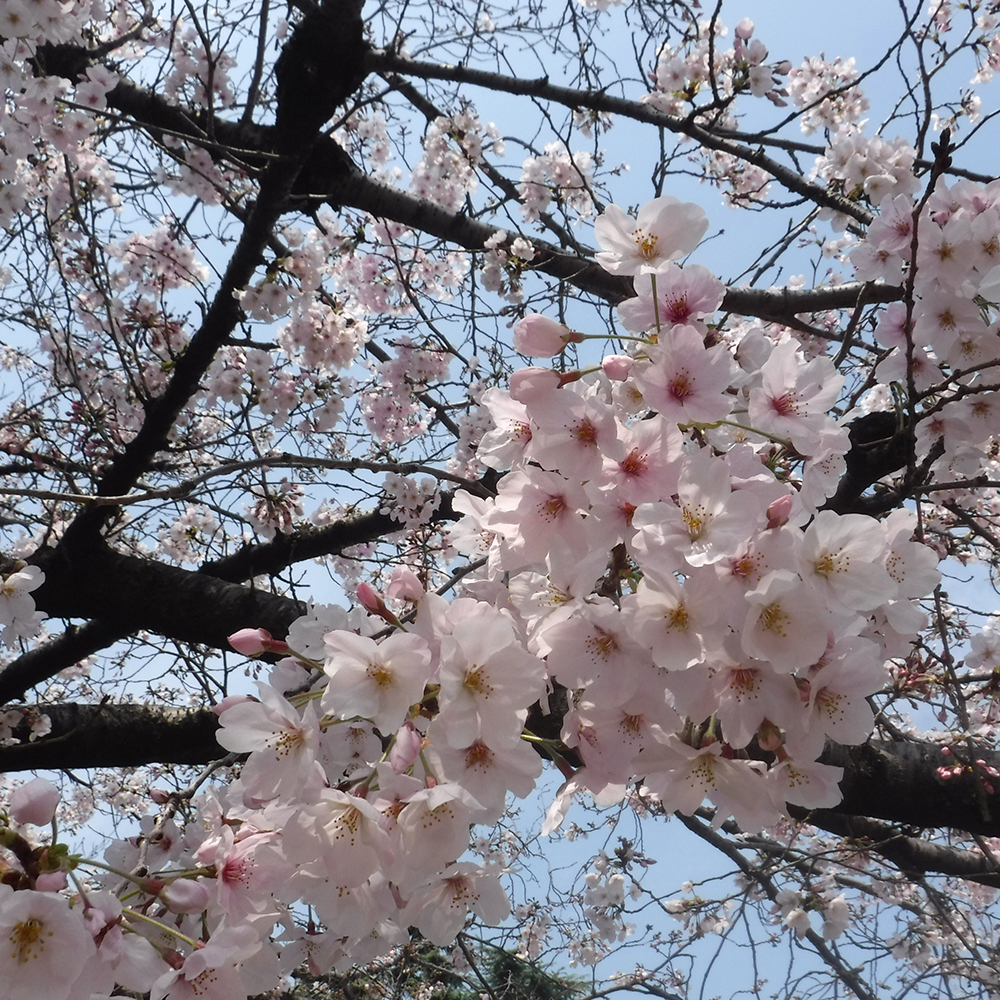 うたたね建築デザイン室
島津公園
桜　さくら　サクラ
2020